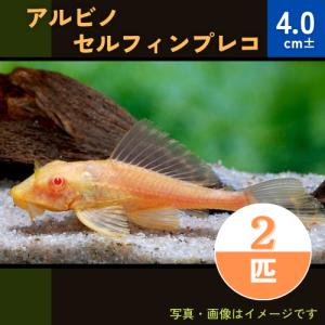 (熱帯魚・プレコ) 　アルビノセルフィンプレコ　4cm　2匹｜mame-store