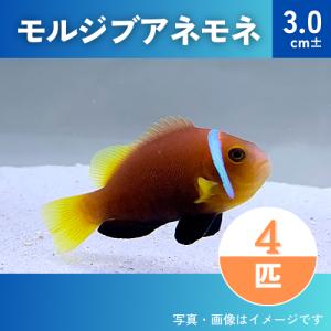 （海水魚・スズメダイ）　モルディブアネモネフィッシュ　（国産ブリード）　3.0cm±　4匹｜mame-store