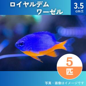 （海水魚・スズメダイ）　ロイヤルデムワーゼル　（ロイヤルダムセル） 　3.5cm±　5匹｜mame-store