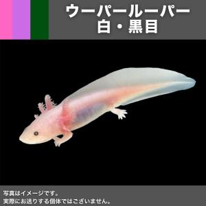 【両生類・イモリ】ウーパールーパー（リューシ）　6.0cm±　1匹｜mame-store