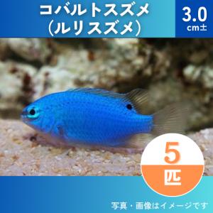 （海水魚・スズメダイ）　ルリスズメ（コバルトスズメ）　3cm±　5匹｜mame-store