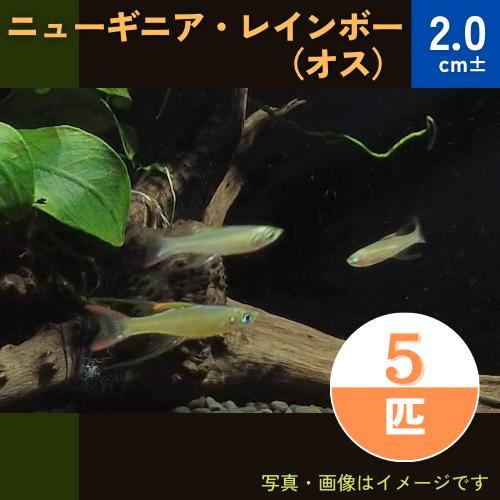 (熱帯魚・レインボーフィッシュ)　ニューギニアレインボー　オス　2cm±　5匹