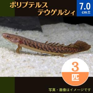 (熱帯魚・古代魚)　ポリプテルス・テウゲルシィ　東南ブリード　7cm±　3匹｜mame-store