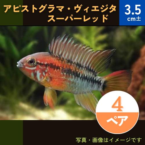 (熱帯魚・シクリッド)　アピストグラマ・ヴィエジタ（スーパーレッド）　欧州ブリード　3.5cm±　4...