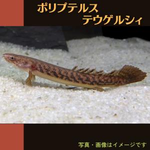 (熱帯魚・古代魚)　ポリプテルス・テウゲルシィ　東南ブリード　7cm±　1匹｜mame-store