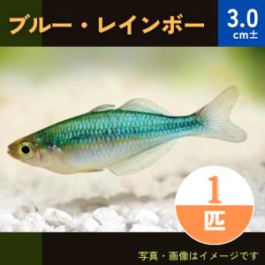 (熱帯魚・レインボーフィッシュ)　ブルー・レインボー　2cm±　1匹｜mame-store