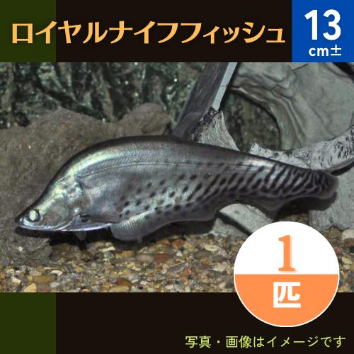 (熱帯魚・古代魚)　ロイヤルナイフフィッシュ　13cm±　1匹