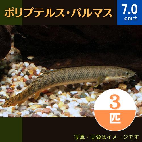 (熱帯魚・古代魚)　ポリプテルス・パルマス　東南ブリード　7cm±　3匹