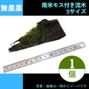 (流木付き水草) 南米モス付き流木　Sサイズ　＜1個＞｜mame-store