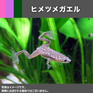 【両生類・カエル】ヒメツメガエル　2cm±　5匹　