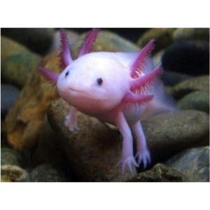 増子水景 ウーパールーパー イモリ Yahoo ショッピング