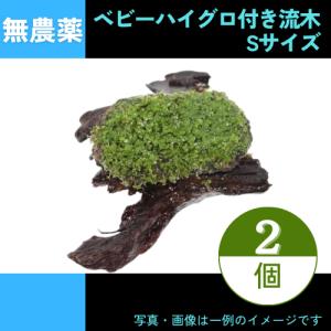 (流木付き水草) 　ベビーハイグロ付き　Sサイズ流木　＜2個＞｜mame-store