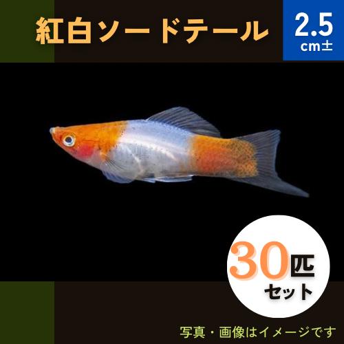 (熱帯魚・ソードテール)　紅白ソードテール　2.5cm±　30匹