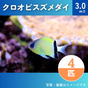 （海水魚・スズメダイ）　クロオビスズメダイ 　3cm±　4匹｜mame-store