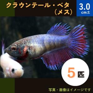 (熱帯魚・ベタ) 　クラウンテール・ベタ　3.0cm±　メス5匹　※色・模様指定不可｜mame-store