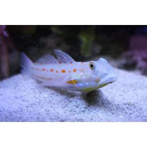 （海水魚・ハゼ）　オトメハゼ　5cm±　3匹