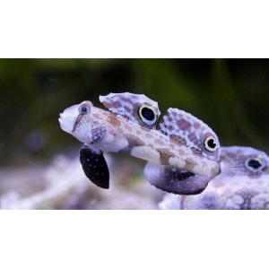 熱帯魚 ハゼの商品一覧 通販 Yahoo ショッピング