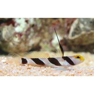 熱帯魚 ハゼの商品一覧 通販 Yahoo ショッピング