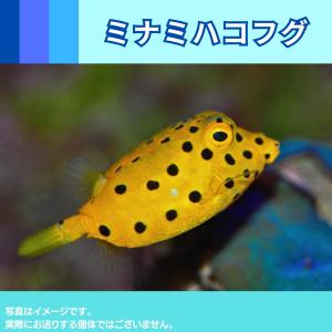 （海水魚・フグ）ミナミハコフグ　4ｃｍ±　1匹｜mame-store