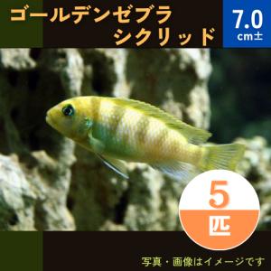 (熱帯魚・アフリカンシクリッド)　ゴールデンゼブラシクリッド　7cm±　5匹｜mame-store