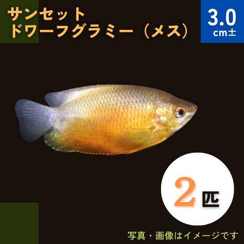 (熱帯魚・グラミー)　サンセットドワーフグラミー　3cm±　メス2匹