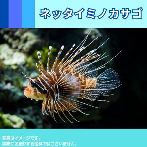 （海水魚・カサゴ）ネッタイミノカサゴ　8cm±　1匹