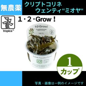 (Tropica・水草)クリプトコリネ・ウェンティ”ミオヤ”＜1カップ＞【1・2・grow!】｜mame-store
