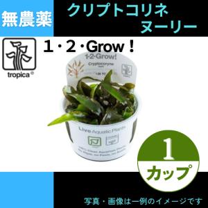 (Tropica・水草)クリプトコリネ・ヌーリー＜1カップ＞【1・2・grow!】｜mame-store