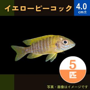 アフリカンシクリッドの商品一覧 通販 Yahoo ショッピング