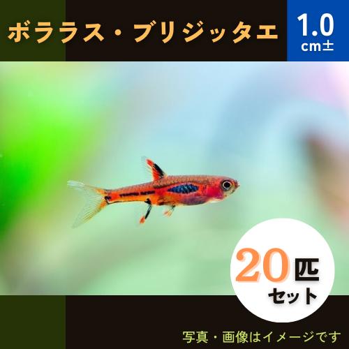 (熱帯魚・コイ)　ボララスブリジッタエ　1cm±　20匹