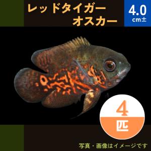 (熱帯魚・シクリッド)　レッドタイガーオスカー　4cm±　4匹