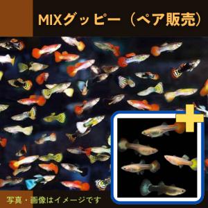 (熱帯魚・グッピー)　ミックスグッピー　※オスのみ　大きさ：3cm±　5匹　※色・柄・品種指定不可｜mame-store