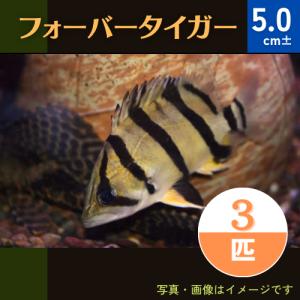 (熱帯魚・ダトニオ系)　フォーバータイガーフィッシュ　5cm±　3匹｜mame-store
