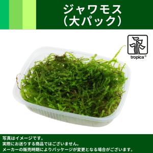 クリスマスモス　200g Tropica Pac クリスマスモス（1パック） : MASUKOSUIKEI - 通販