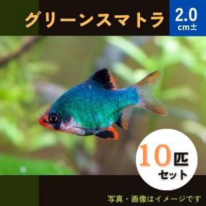 (熱帯魚・コイ)　グリーン・スマトラ　2cm±　10匹