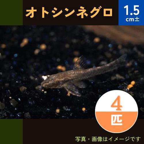 (熱帯魚・オトシン)　オトシンネグロ　1.5cm　4匹