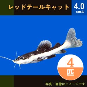 (熱帯魚・南米原産ナマズ)　レッドテールキャット　4cm±　4匹｜mame-store
