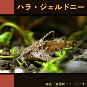 (熱帯魚・アジア原産ナマズ)　ハラ・ジェルドニー　1cm±　5匹｜mame-store