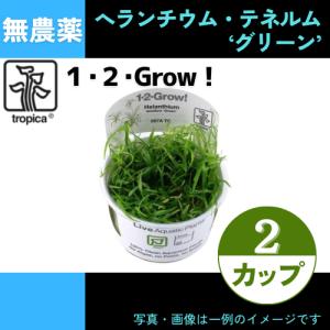 (Tropica・水草)へランチウム・テネルム”グリーン”＜2カップ＞【1・2・grow!】｜mame-store