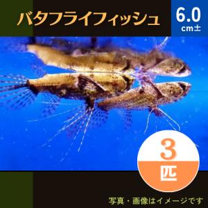 (熱帯魚・古代魚)バタフライフィッシュ　6cm±　3匹｜mame-store