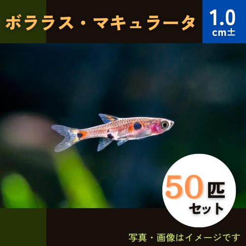 (熱帯魚・コイ)　ボララスマキュラータ　1cm±　50匹