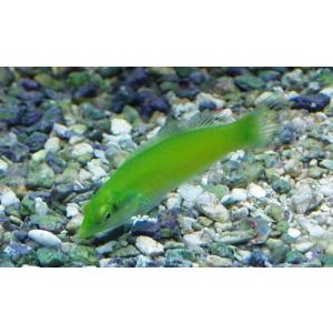 （海水魚・ベラ）ライムラス　5cm±　2匹｜mame-store