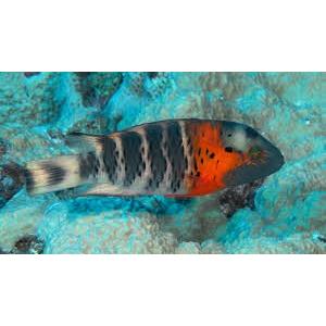 海水魚 ベラ ヤシャベラ ６cm 1匹 Sea001 1172 増子水景 通販 Yahoo ショッピング