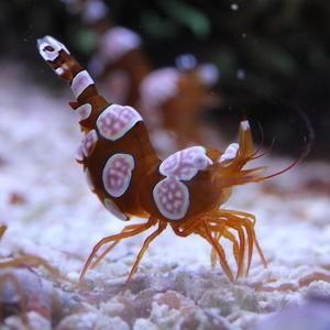 海水魚 エビ イソギンチャクモエビ 0 5 1cm 3匹 Sea001 1307 増子水景 通販 Yahoo ショッピング