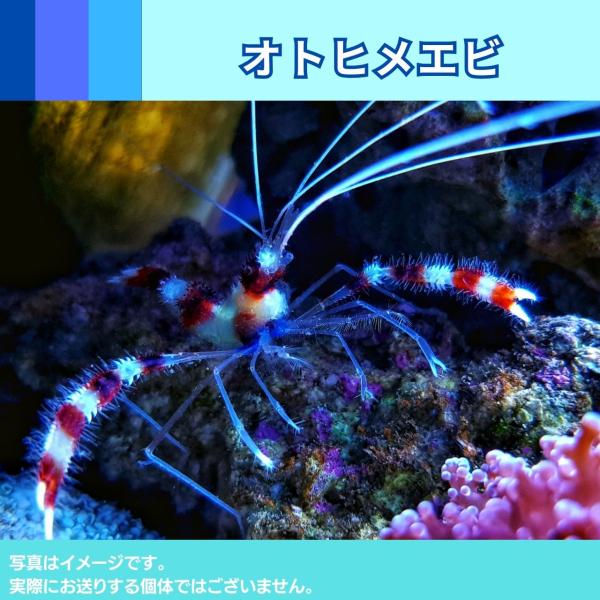 （海水魚・エビ）　オトヒメエビ　3cm±　1匹