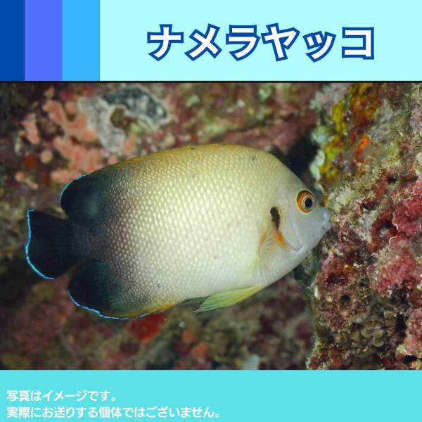 （海水魚・キンチャクダイ）　ナメラヤッコ　5cm±　1匹