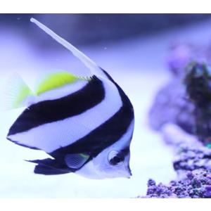 （海水魚・チョウチョウウオ）　ハタタテダイ　5cm±　2匹