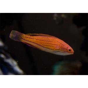 （海水魚・ベラ）　カーペンターズラス　4cm±　2匹｜mame-store