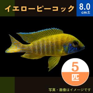 (熱帯魚・アフリカンシクリッド)　イエローピーコック　8cm±　5匹｜mame-store