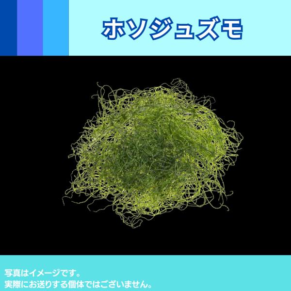 海藻｜ホソジュズモ｜直径5cmくらいの塊/1パック｜水質浄化＆生体の隠れ家に最 適な海藻